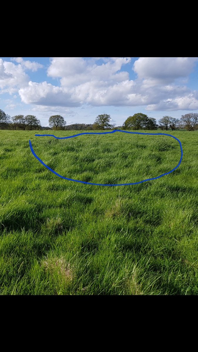 RobHavard1's tweet photo. Impacts of bale grazing #welliewatch https://t.co/QM4PM9Rbot
