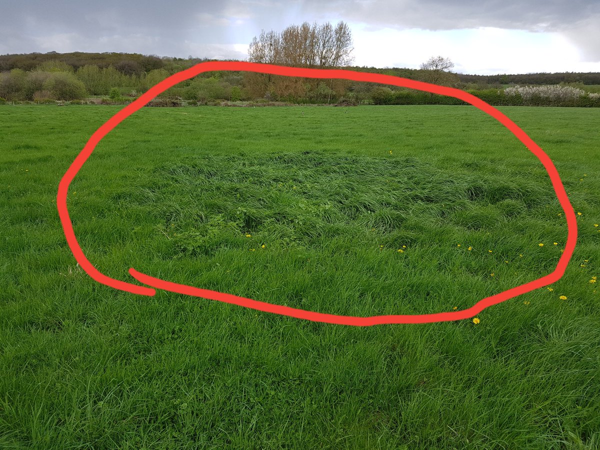 RobHavard1's tweet photo. Impacts of bale grazing #welliewatch https://t.co/QM4PM9Rbot
