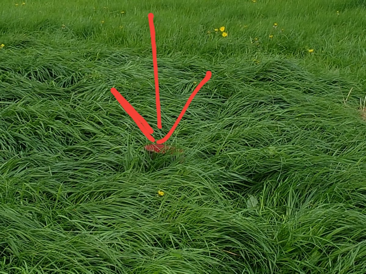 RobHavard1's tweet photo. Impacts of bale grazing #welliewatch https://t.co/QM4PM9Rbot