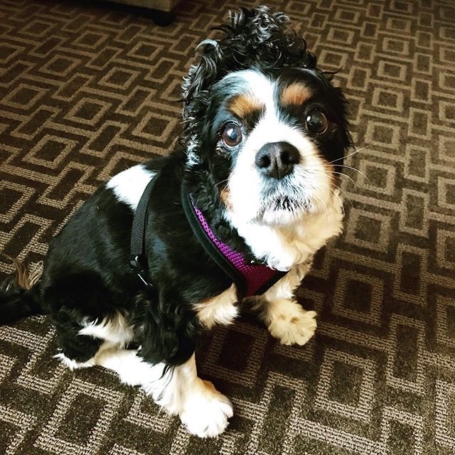 cavinthewild's tweet photo. Rocking a perfect pony. #cleandinner #cleanears #cavinthewild #cavs #cavalierlove #cavalierlife #cavalierkingcharlesspaniel https://t.co/7hEfM7T9lS https://t.co/lRB7eewb6M