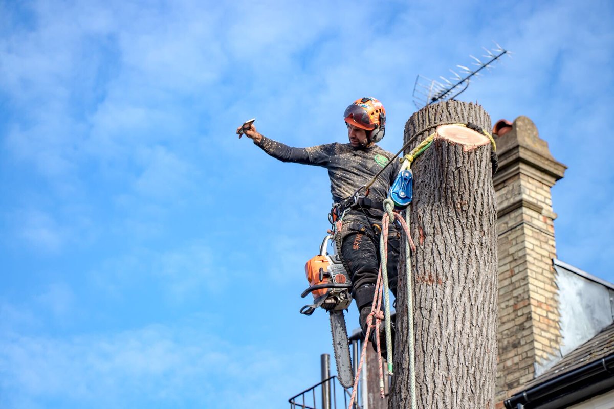 A couple of shots of an Oak tree removal in Enfield ...

Read the full article here.. 

thorstrees.co.uk/blogdetails/ou…

#Enfield #TodayAtThorsTrees