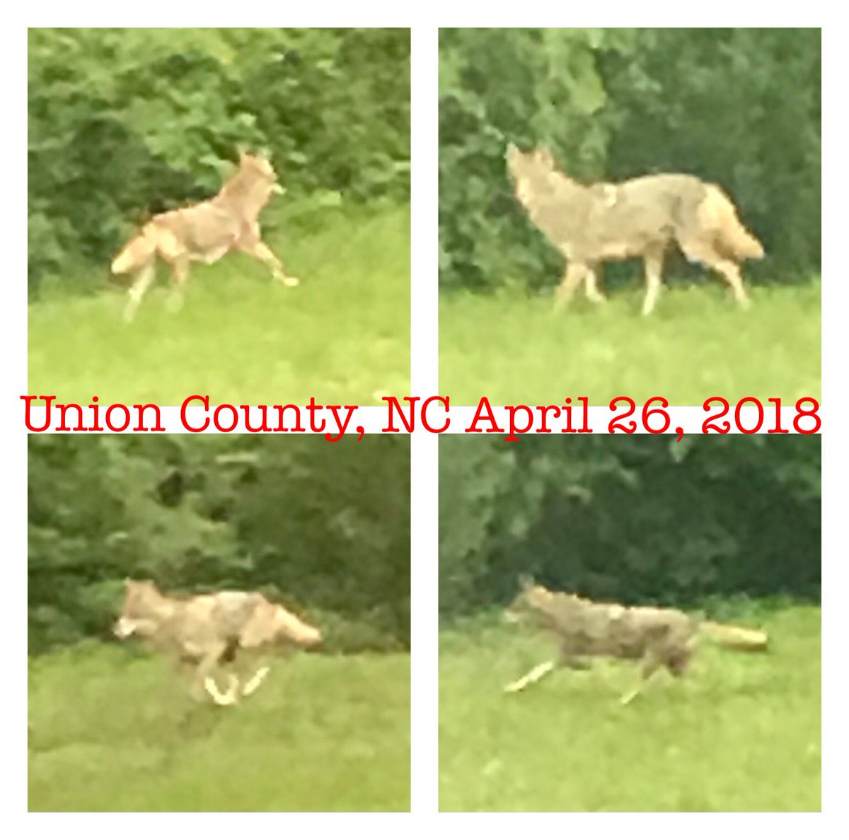 cathypowerscom's tweet photo. This guy keeps coming up to the house. Been here off an on all week. Looks hungry and races back and forth in a skiddish, sneaky manner. Coyote‘s and Chihuahua‘s don’t really mix well. #wbtv #wsoctv #wcnc https://t.co/7rRaL0kayf