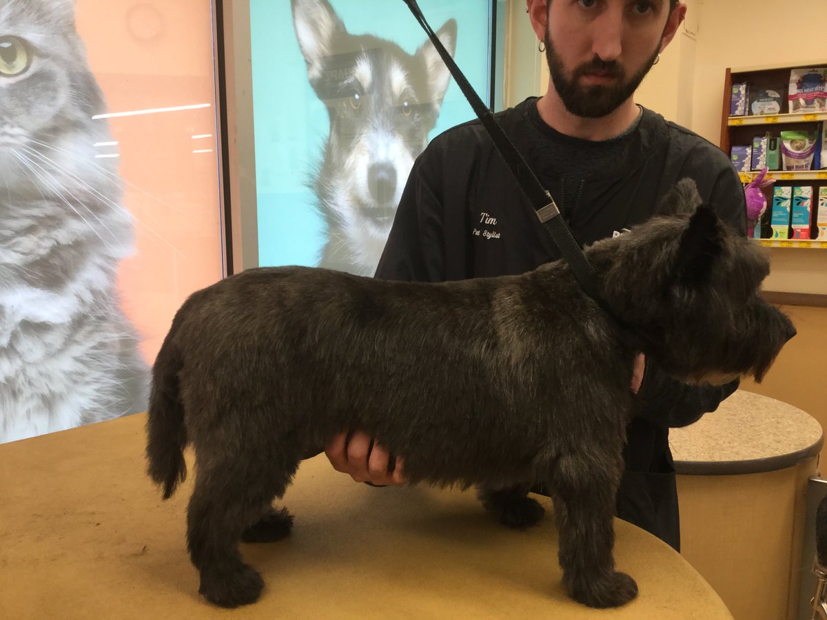 #0733 #nyc #northeastgrooming #breedspecific Tim McReynolds