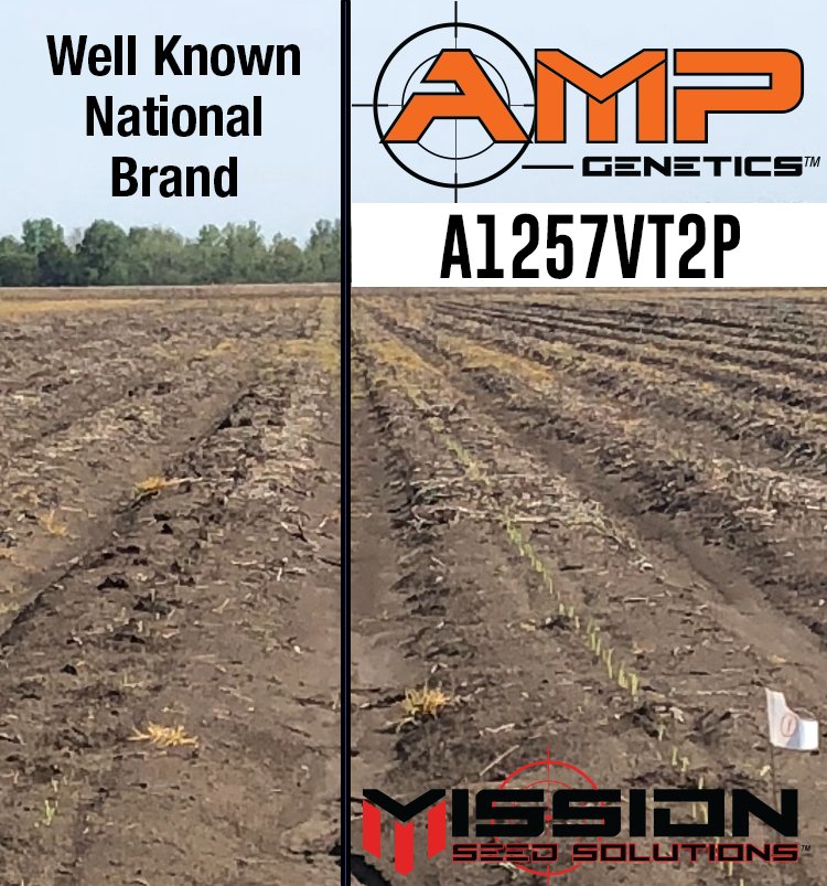 SeedMission's tweet photo. Our corn hybrid A1257VT2P is off to a jump start in Leachville, AR. 1257 planted on right, well- known national brand on left. In cold wet conditions, seed quality and stress mitigation for the plant is the key to a solid plant stand. @PinnacleAgLLC @Innvictis #plant18 https://t.co/l4ztSB2Sm1