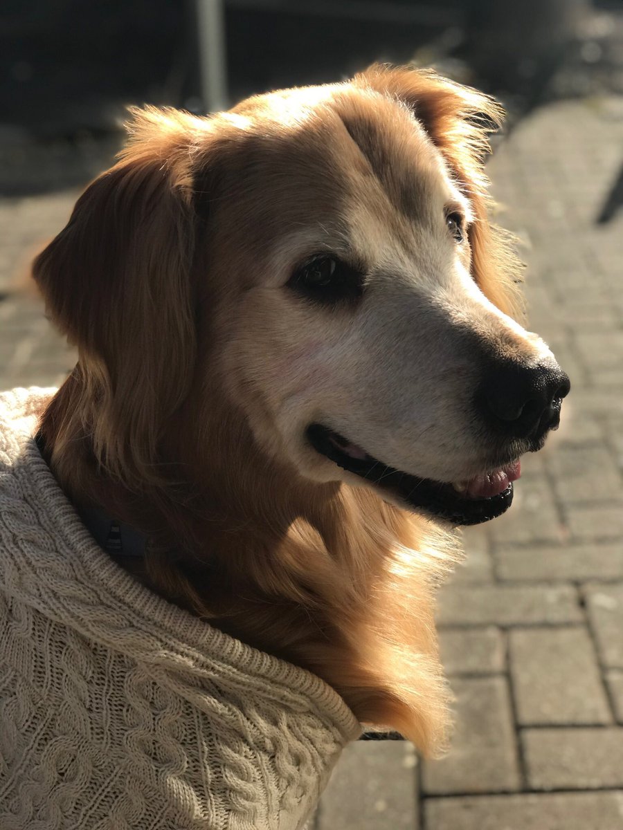 portraitmodepet's tweet photo. “Well heck, I’m a model” #portraitmodepet https://t.co/4mO7sijxEX