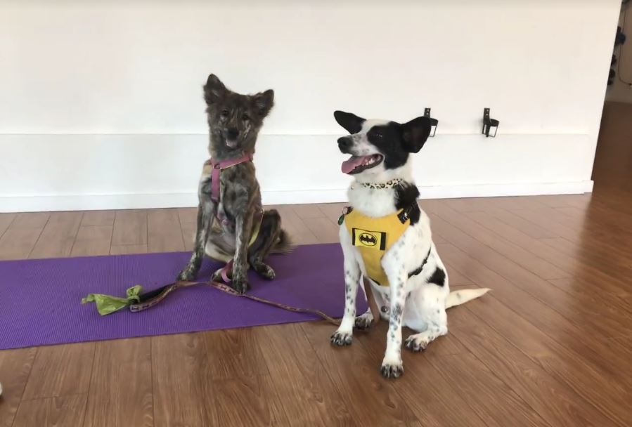 SunberryFitness's tweet photo. Puppy Yoga Coming Soon! #puppyyoga https://t.co/YYLFUR3PfO https://t.co/AgtmMIhnqK