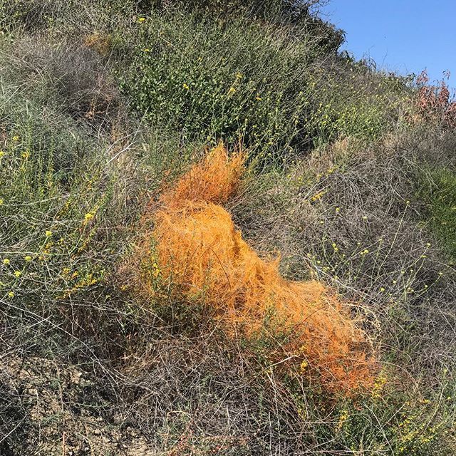 525toLife's tweet image. Hey @modernhiker what is this stuff? When I first started, I thought it was man-made safety netting that was blowing around. I now know it’s organic, but I can’t find it online. It takes over whole hillsides in the spring. #525tolife #eppursimuove #springincalifornia #safety…