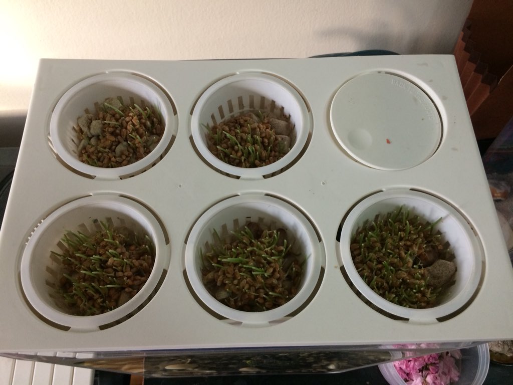 SongbaeLee's tweet photo. My #wheatgrass seeds have been busy. First shot from yesterday and rest today #twitterlog @eyeyamdan https://t.co/qU0aucGWqf