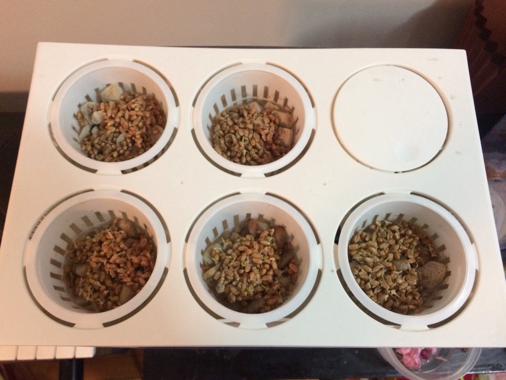 SongbaeLee's tweet photo. My #wheatgrass seeds have been busy. First shot from yesterday and rest today #twitterlog @eyeyamdan https://t.co/qU0aucGWqf
