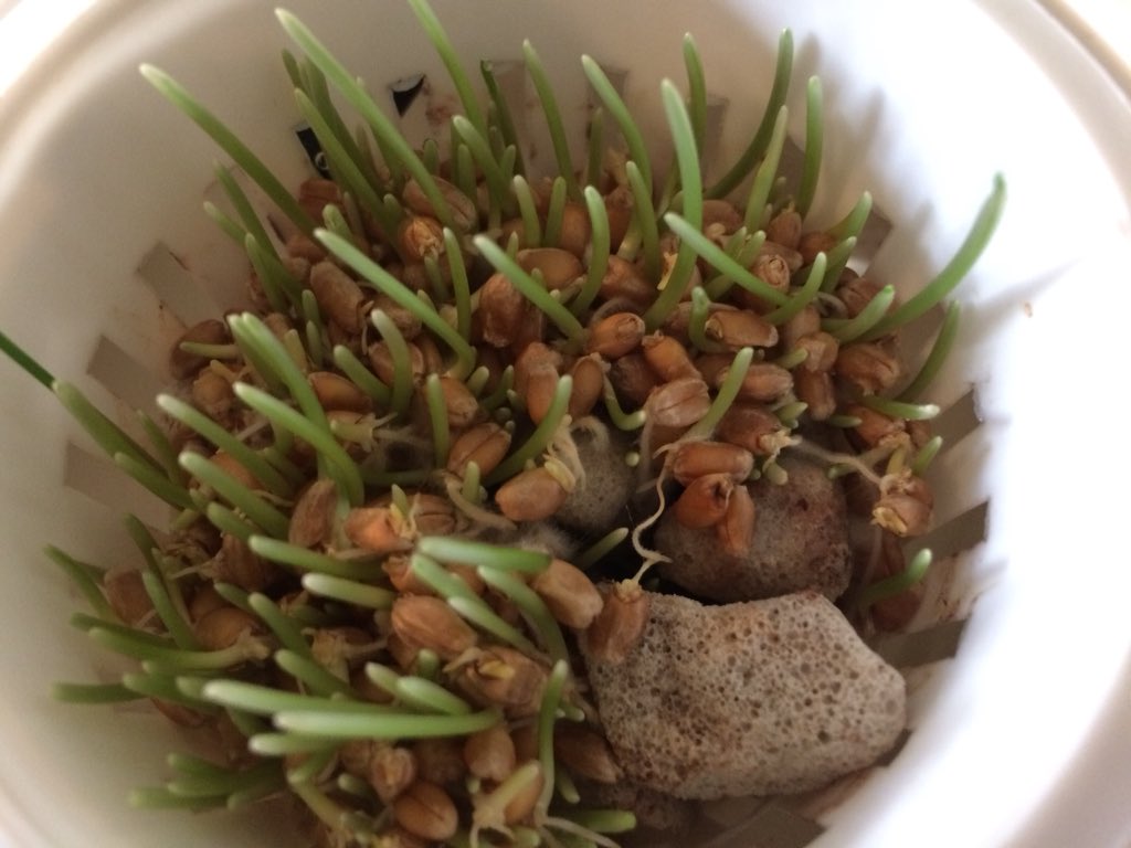 SongbaeLee's tweet photo. My #wheatgrass seeds have been busy. First shot from yesterday and rest today #twitterlog @eyeyamdan https://t.co/qU0aucGWqf