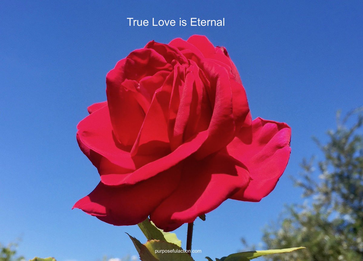 purposefulact's tweet photo. @MARIALUISAMAR5 Hello Dear🌷Maria🌷You💞
💞#True #Love is #Eternal💞
#Thursdaythoughts #JoyTrain #kindness #compassion #sincerity #serving #giving #sharing #worldpeace #Happiness #meditation #Oneneness #meditate #joy #bliss #blessings #nature #music #flowers #lotus #river #Life @PremChopraPhD https://t.co/8Aa4CT0noT