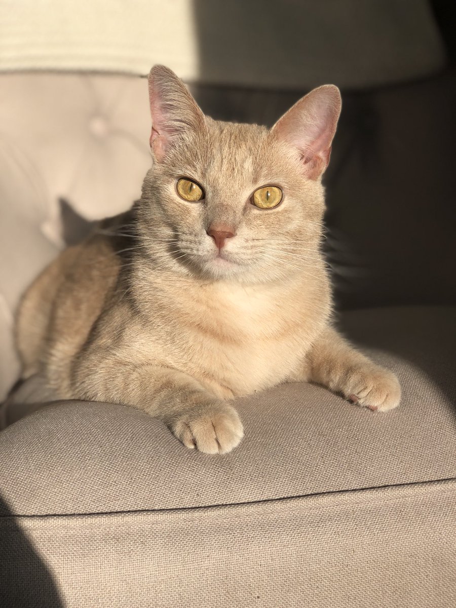portraitmodepet's tweet photo. When you hit that good lighting 😯 #portraitmodepet https://t.co/LLmfzdFzJA