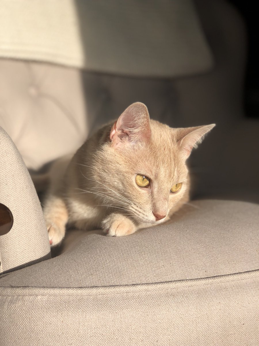 portraitmodepet's tweet photo. When you hit that good lighting 😯 #portraitmodepet https://t.co/LLmfzdFzJA