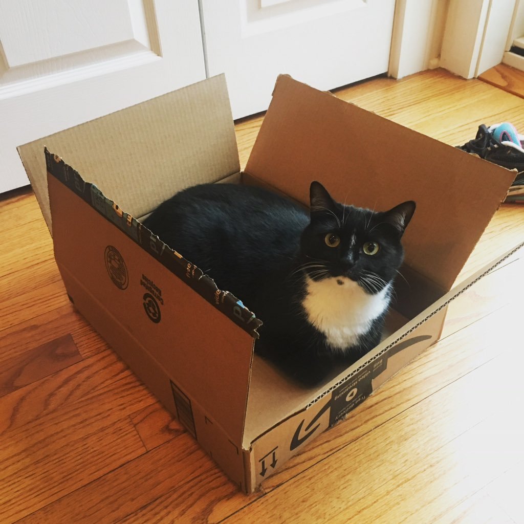 Wirecutter on Twitter "After researching more than 60 cat beds and