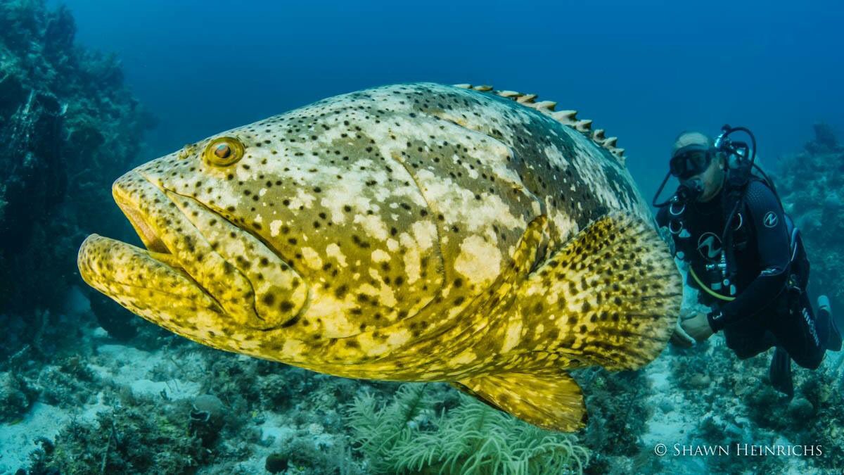 shawnheinrichs's tweet image. GOLIATH GROUPER UPDATE: We did it! 🙌💙😊

The FWC Commission has decided to keep protections in place for the Goliath grouper! While it's not a permanent decision, these gentle giants are safe for now thanks to YOUR calls &amp;amp; comments. THANK U, and way to go, team #MissionGoliath!
