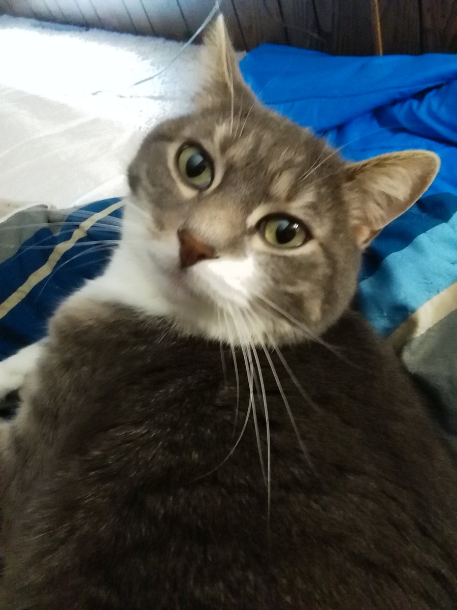 MiddendorfChris's tweet photo. Max is locked up in Wyoming, this is the look he gave me before he tried to bite my phone 😂 #stoptakingmypicture #angerissues  @PascoSheriff #9PMRoutine https://t.co/jwvXMmQPb5
