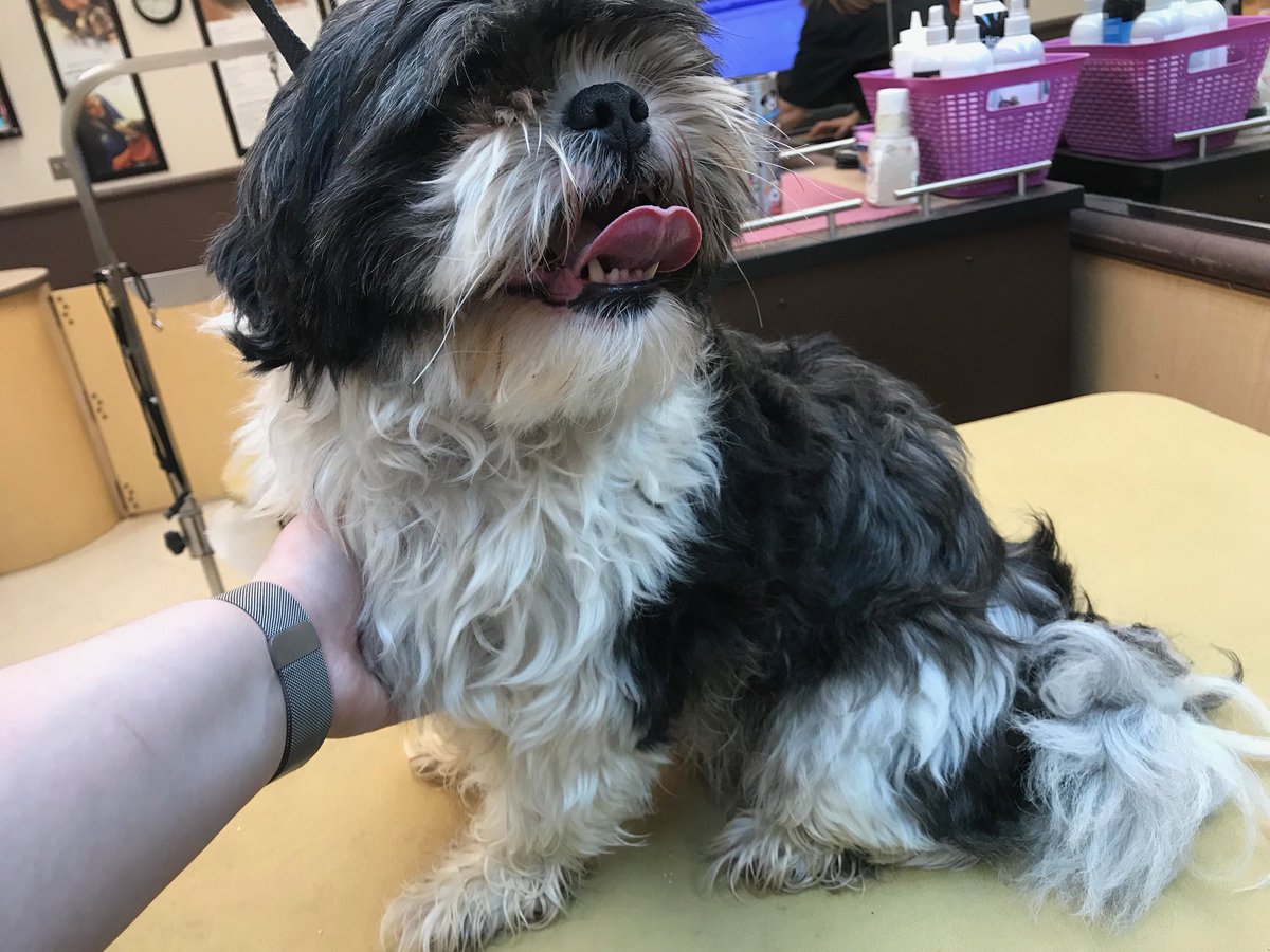 Petsmart Johnston tweet media