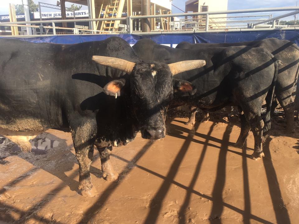 PikesPeakRodeo's tweet photo. Oh that face. Isn't it sweet? :-) #ThrowbackThursday #Rodeo #bullface https://t.co/ImhKBXHYaM https://t.co/eaWkzJBeJH