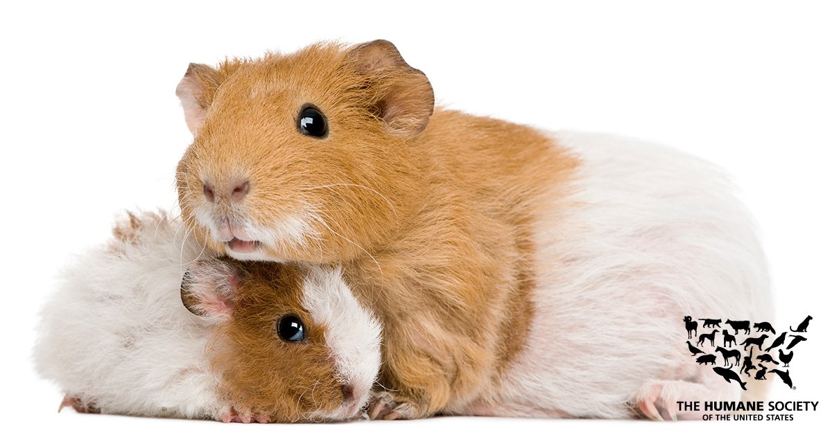 No animal should have to suffer. 💉🐁❌ #BeCrueltyFree 

Find out if your favorite products are cruelty free ➡️ leapingbunny.org