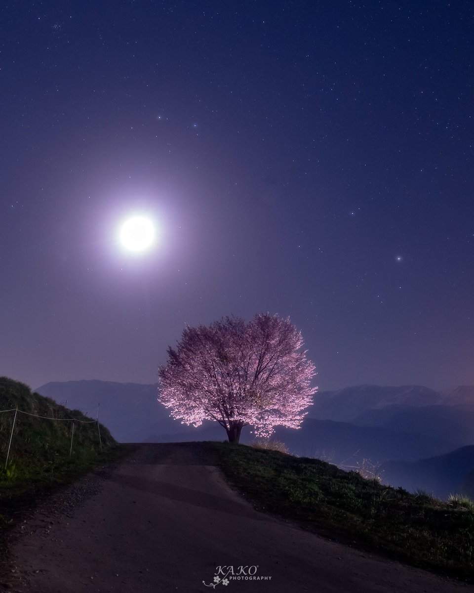 Y Kako 野平の一本桜とお月様 Date 18 4 21 Pm21 30 iii 野平の一本桜 写真の奏でる私の世界 東京カメラ部 Tcc桜ツイート