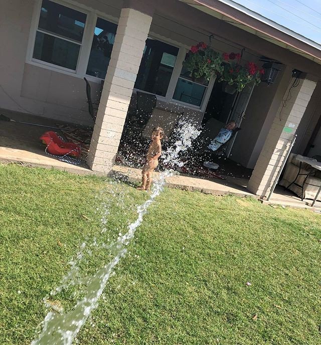 theCGspace's tweet image. Just chasing a naked toddler around the yard with a hose this morning 💦 screams springtime in Arizona☀️🌵Great grandma loved this show 🎉 #simplefun #backyardliving #facesofcare #multigenerationalliving #arizonaspring #family 📷: @azcindyt ift.tt/2r2HJ9K