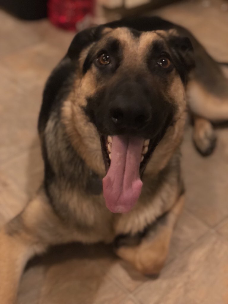 shaddy_shadow's tweet photo. He looks guilty #dogsofinstagram #westsidegermanshepardrescue #Dogsoftwitter #gsd https://t.co/WLO2tkUVzT