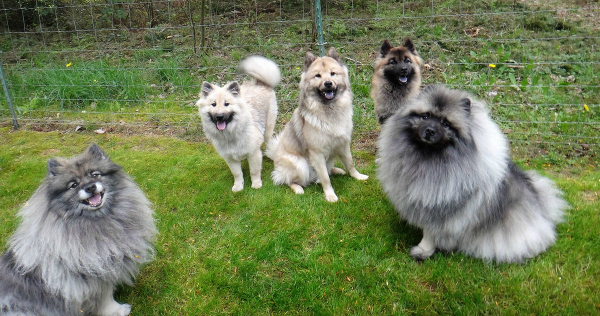 keeshond eurasier