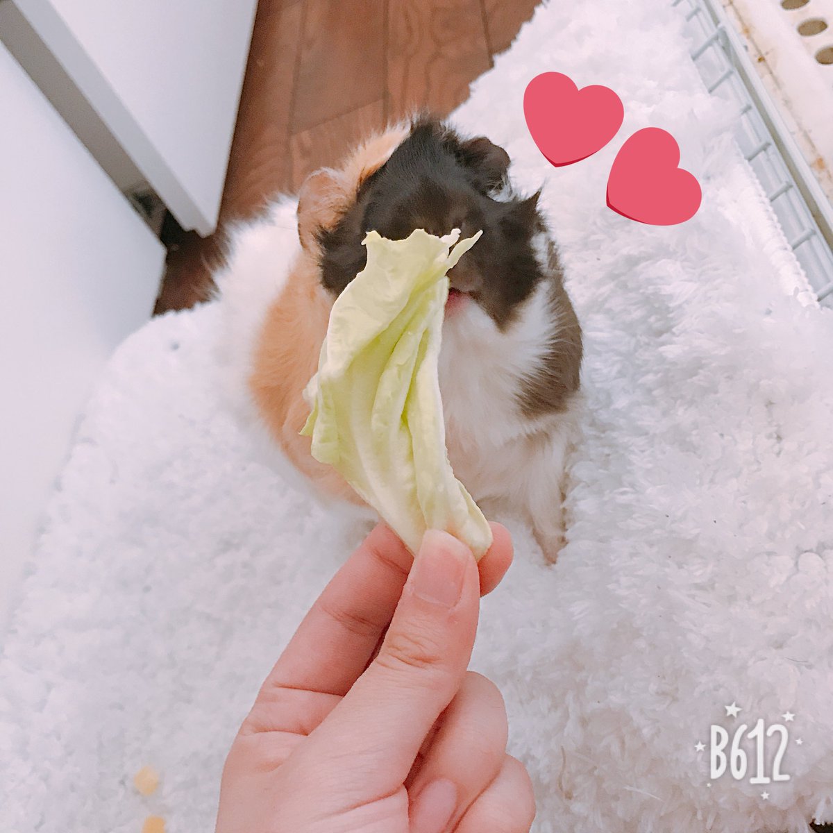 (💗)  2017. 5月14日 彼の家お迎え
(🐹)  アビシリアン 女の子 ♀
(🌸)  2018.4月25日 我が家へ

(🍎) 名前 りあ
(🌹) 名前の由来 
         彼と私の誕生日12/22
         誕生花がセントポーリア 
         花言葉小さな愛なので
        “小さな”体で大きな“愛”に
         包まれますように。