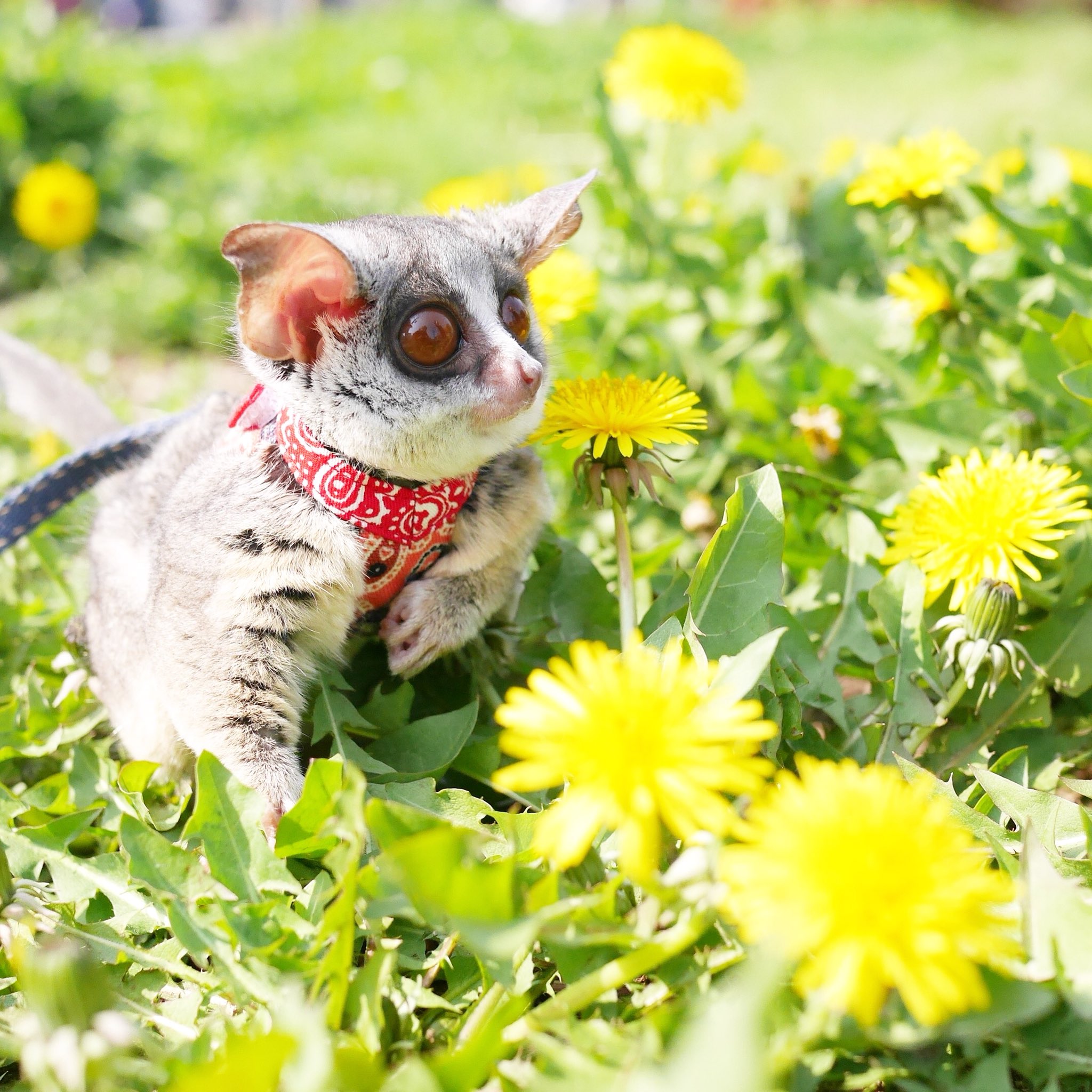 ショウガラゴのピザトル Pizzatoru たんぽぽって英語でdandelionって言うんですね なんだかカッコいい お花の似合う男子ピザトル T Co P6pk9orx3a Twitter