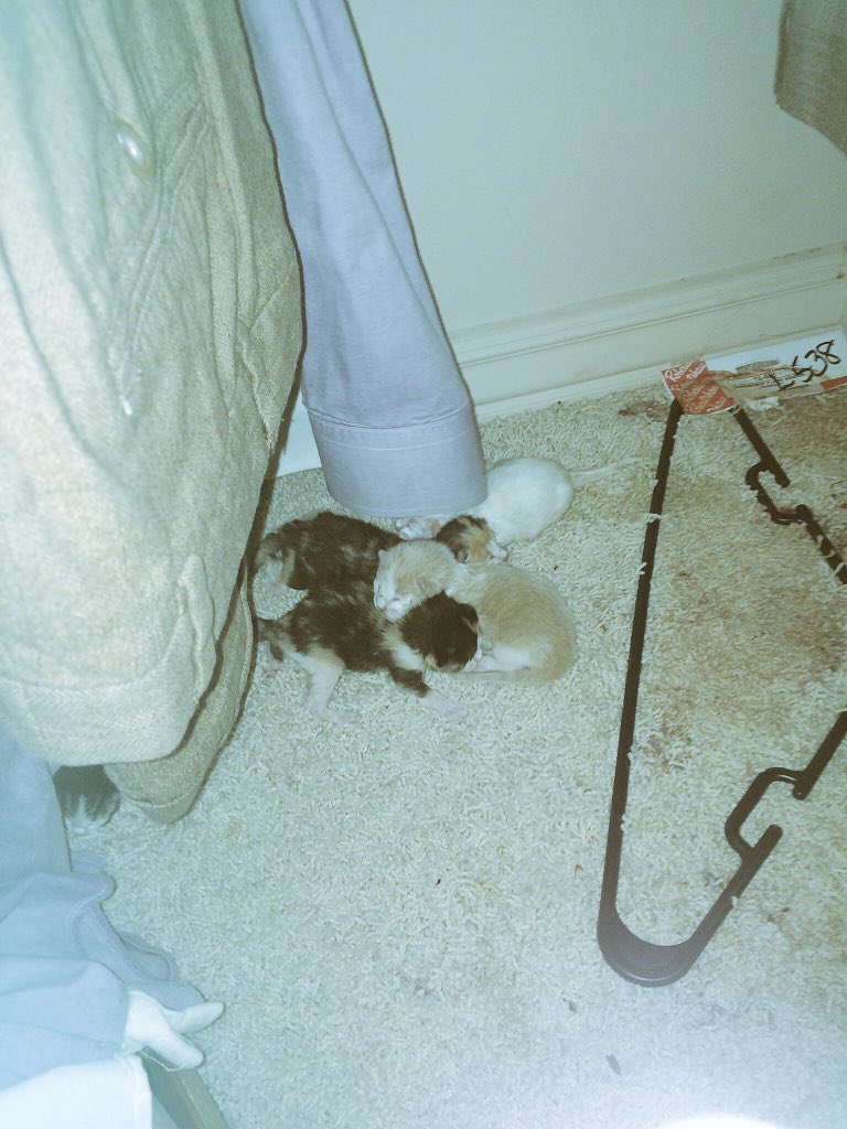 Matthew_Canada_'s tweet photo. //My Katze just had her Kätzchens!! There all so cute!! Five beautiful kittens!! https://t.co/i0z2J44Cph