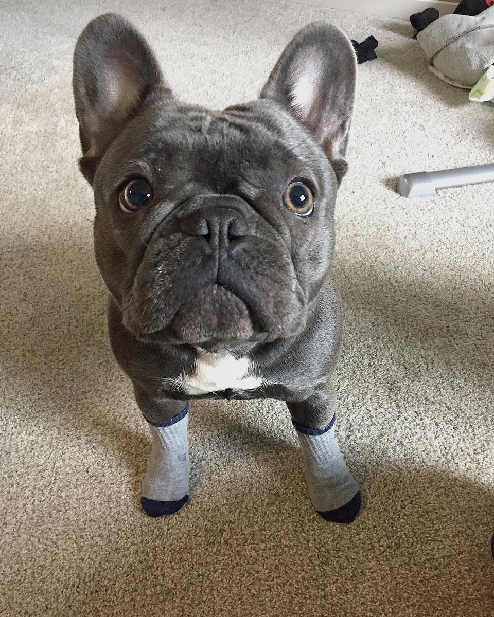 BulldogYen's tweet photo. Follow us @bulldog.lovely.kool   for more💝
📷 Via : @darlabutterball  

#bulldog_ig_community #bulldogge #bulldogs #bulldogfamily #bulldogoftheday #bulldogg #bulldogofinstagram #bulldogram #bulldogingles #bulldogfrances https://t.co/jKddn7joVZ