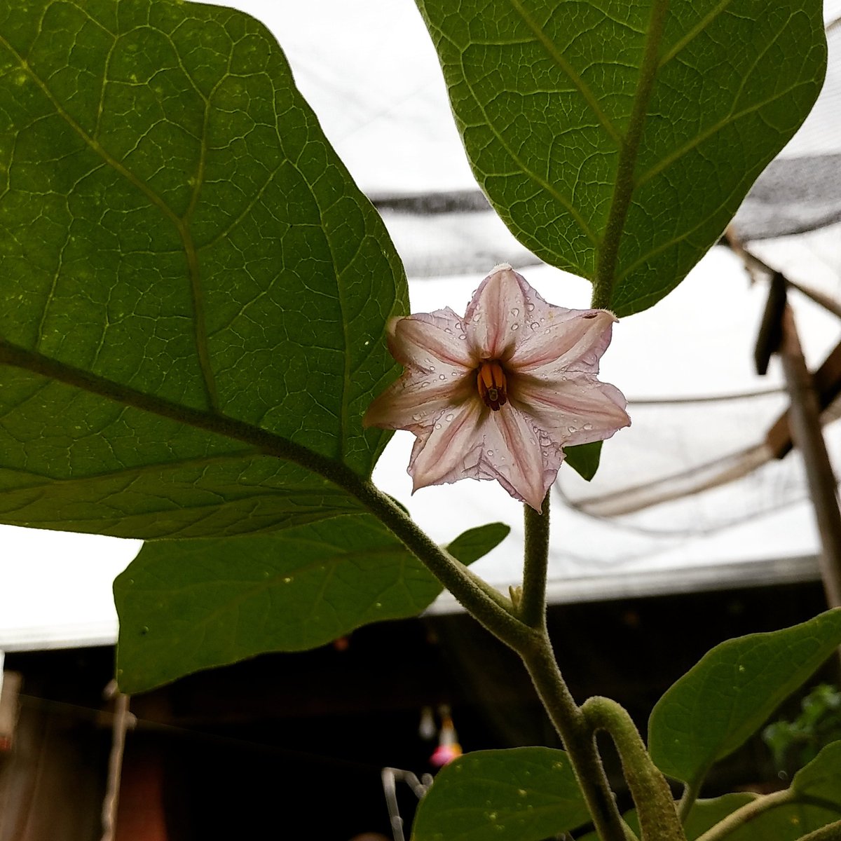 misael_duarte's tweet image. #berinjela #eggplant #delicateflower #yellowflower #yellowblooms #blooms #bloom #yellow #amarelo #flores #flowerpic #flowerporn #flowerpower #loveflowers #jardim #garden #instaflower #natureza #paisagem #green #foto #good #photo #f4follow #sdv #mesegue #image #l4l #solanum #horta