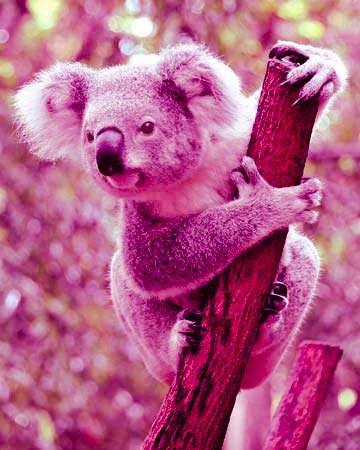 dpanumw's tweet photo. #tdc2299 @ds106dc pink koala bear https://t.co/j5620aYBkN