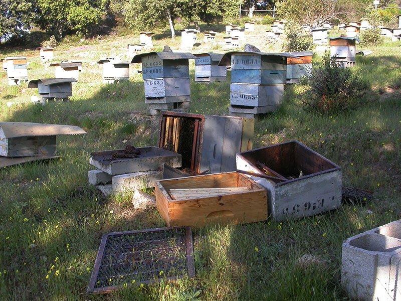 There are few wolves and bandits left in Spain, but bears have a long history of attacking apiaries. As bear populations increase, so might many old enclosures be brought back to use.