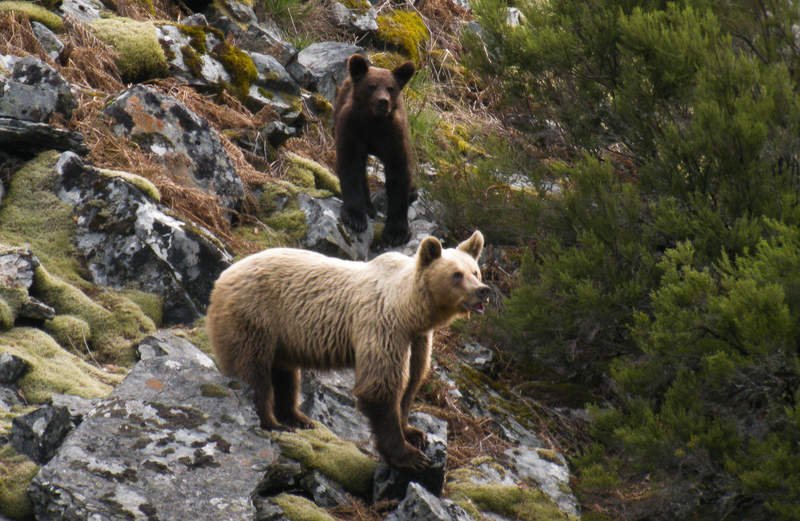 There are few wolves and bandits left in Spain, but bears have a long history of attacking apiaries. As bear populations increase, so might many old enclosures be brought back to use.