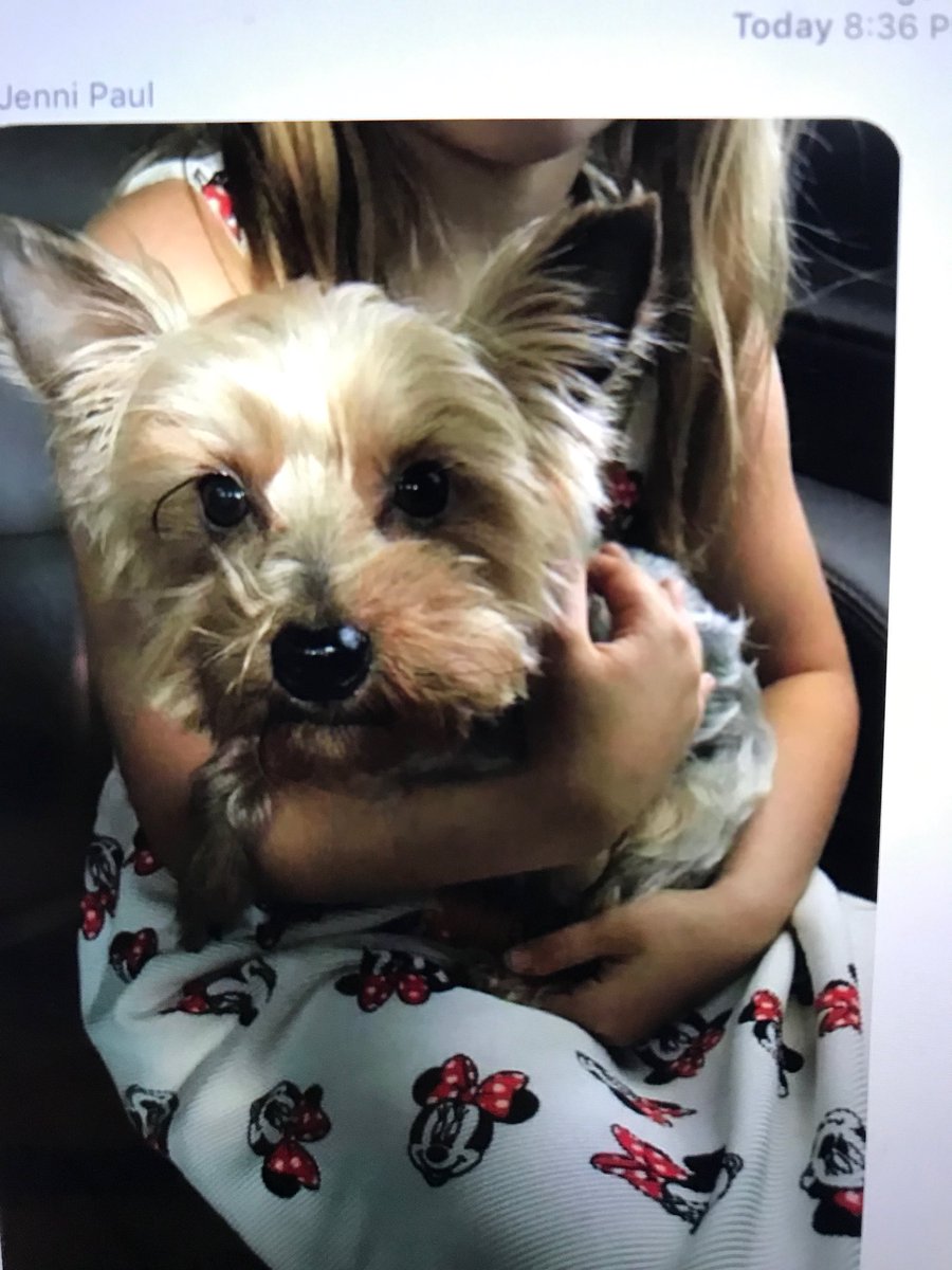 rollingwoodpd's tweet photo. If anybody recognizes this dog, please contact the Rollingwood Police Department. It has been picked up and is at someone else’s house, but we want to make sure he finds his way back to his home! https://t.co/JswCMzmRAb