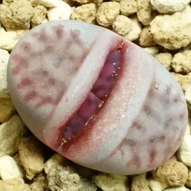 _Anne__'s tweet photo. #リトープス
#purper #C369
#脱皮はじまりました https://t.co/MVa1LKvnLC https://t.co/GMHe2xbRVX