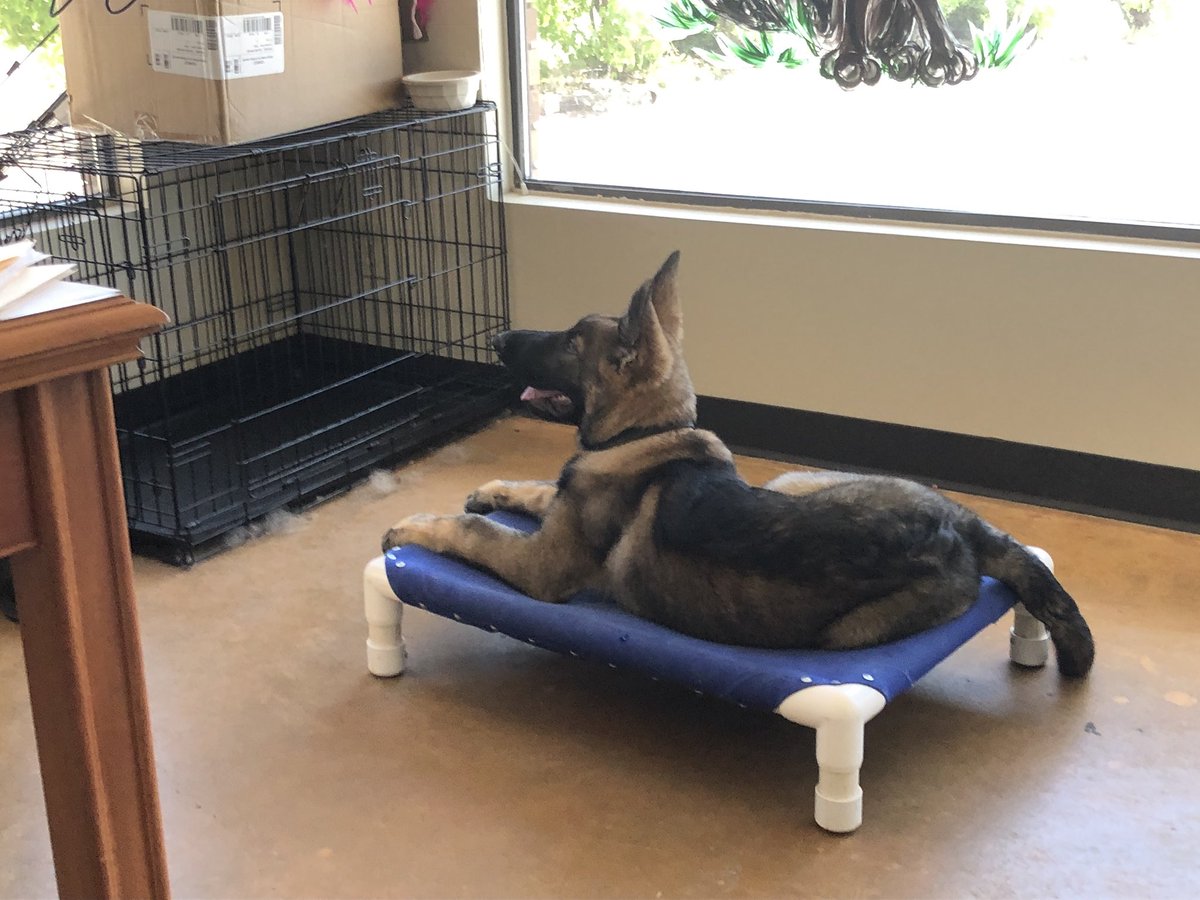 BednBiscuits2's tweet photo. Training Titus. Such a smart pup 😁 #GermanShepherd #dogtraining #dogs #bednbiscuits https://t.co/RMcje8dhFA