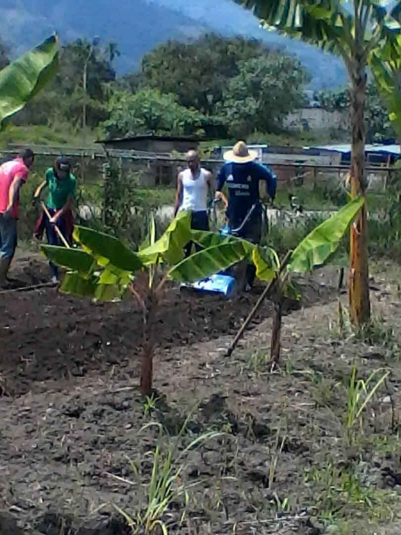 Rigomos's tweet photo. Enlace entre Docentes del PTMS y MTP del Programa Agricola de @IncesTrujillo7 acondicionan espacios para la siembra en el CFS Samuel Robinson Mun. Bocono. https://t.co/WXOFakHUWu