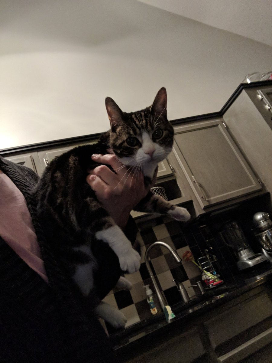 caesarmoo's tweet image. #emmathecat
#thisisnormal