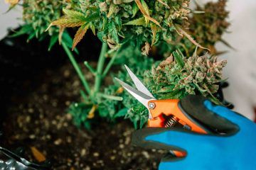 Eco Firma Farms tweet media