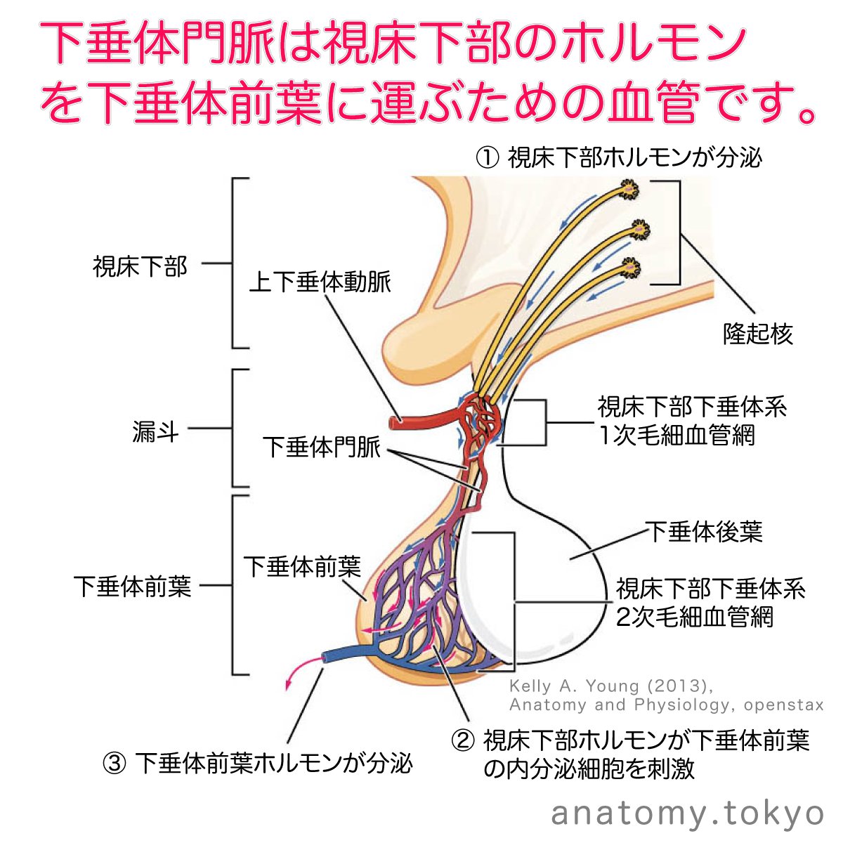 かずひろ先生 なるほど解剖学 A Twitter 通常 門脈と言えば消化管と脾臓からの静脈血が肝臓に向かう血管 肝門脈 を指すが にも門脈は見られる 解答 下垂体 下垂体門脈は視床下部のホルモンを下垂体前葉に運ぶための血管です 解剖学 下垂体門脈 かずひろ先生 なるほど解剖学 A Twitter 通常 門脈と言えば消化管と脾臓からの静脈血が肝臓に向かう血管 肝門脈 を指すが にも門脈は見られる 解答 下垂体 下垂体門脈は視床下部のホルモンを下垂体前葉に運ぶための血管です 解剖学 下垂体門脈