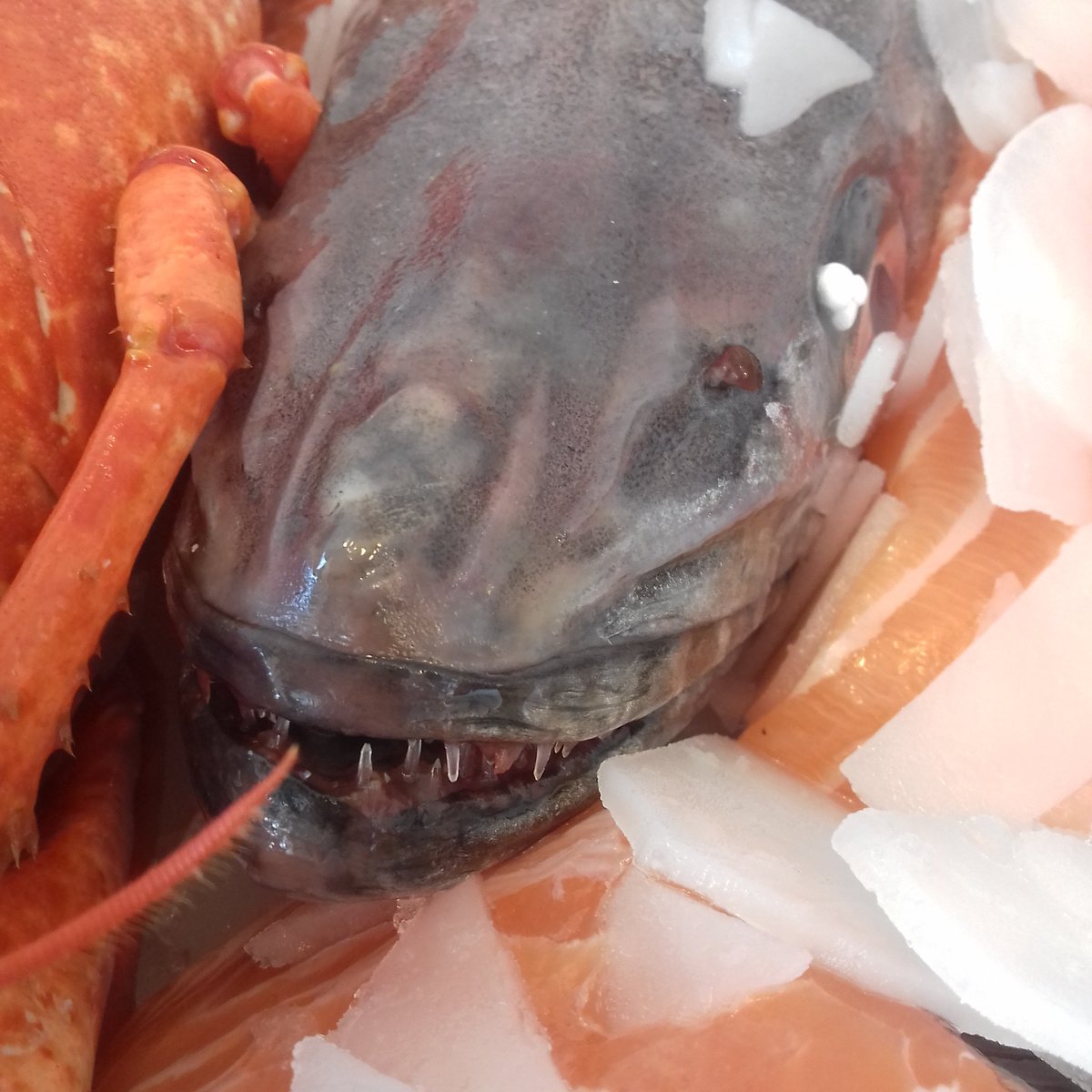 The Fishman tweet media