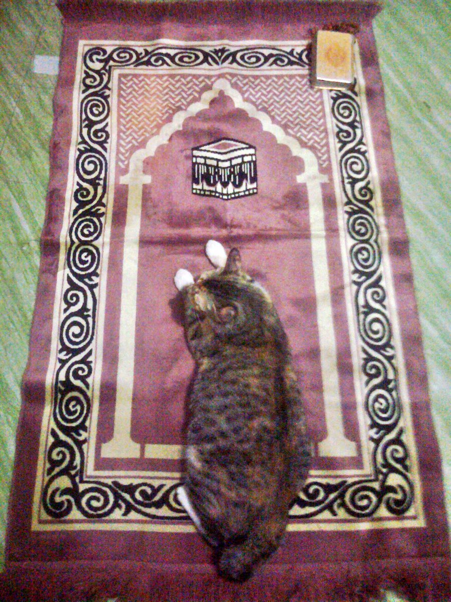 B85923059's tweet photo. jumat mi lagi meoong https://t.co/uX0CP5yoZV