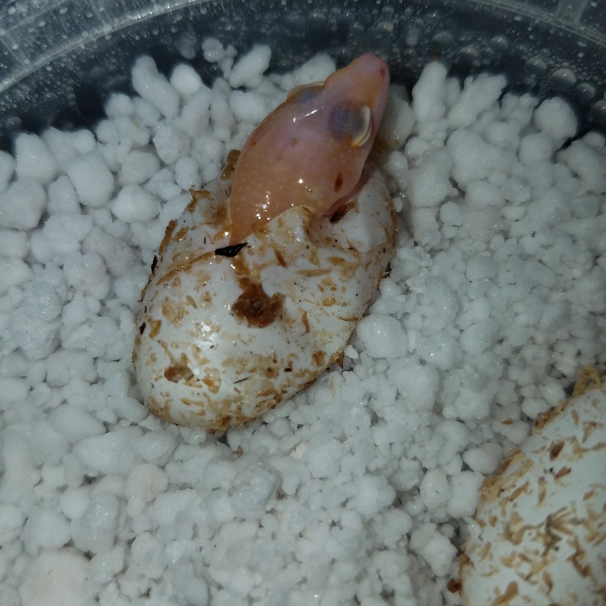 MidExoPets's tweet image. 