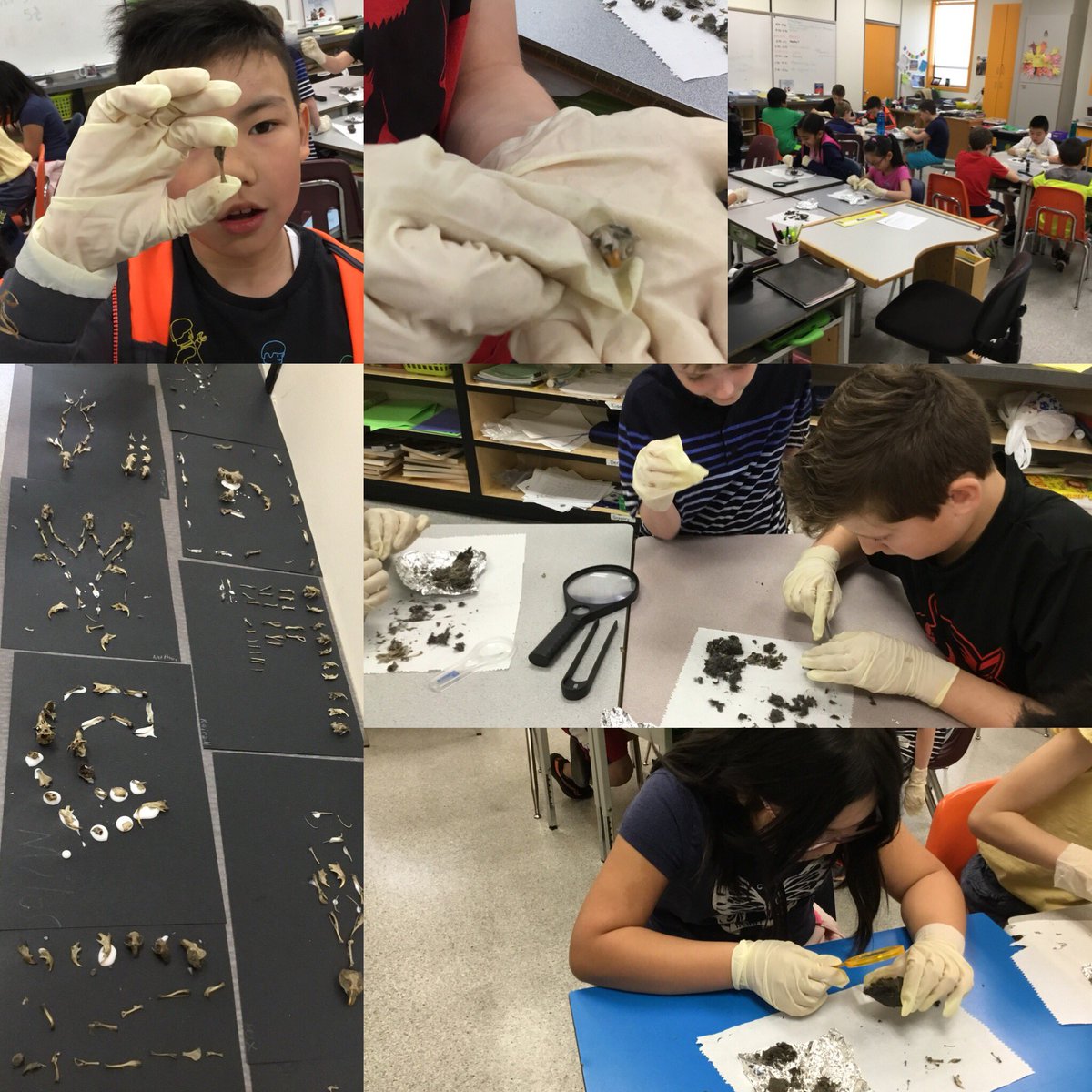 tltrieu's tweet photo. Thank you Dr. Kentel for giving our students such a great opportunity to practice their dissecting skills! This is what they will remember! #owlpellets #dissection #whatwasfordinner #transformativelearning #boneart #awesometeachingpartner @newwestschools https://t.co/un0otKhzlx