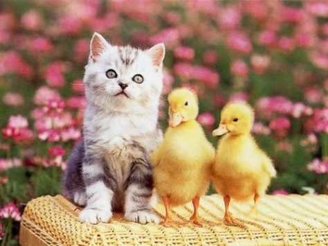 naturalpick's tweet photo. Beautiful pics of kitty with her friend baby docks https://t.co/3WEtRRZB8m