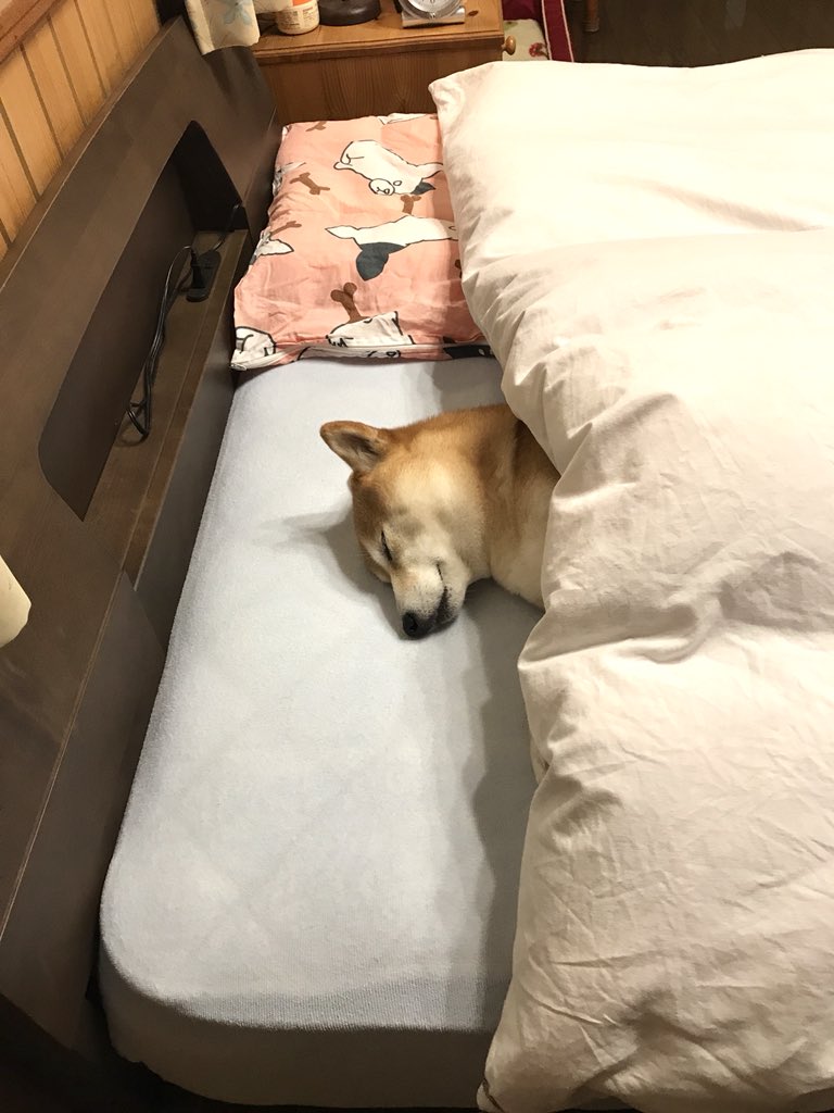 腸 農業 平野 柴犬 の ベッド Kkj946 Jp
