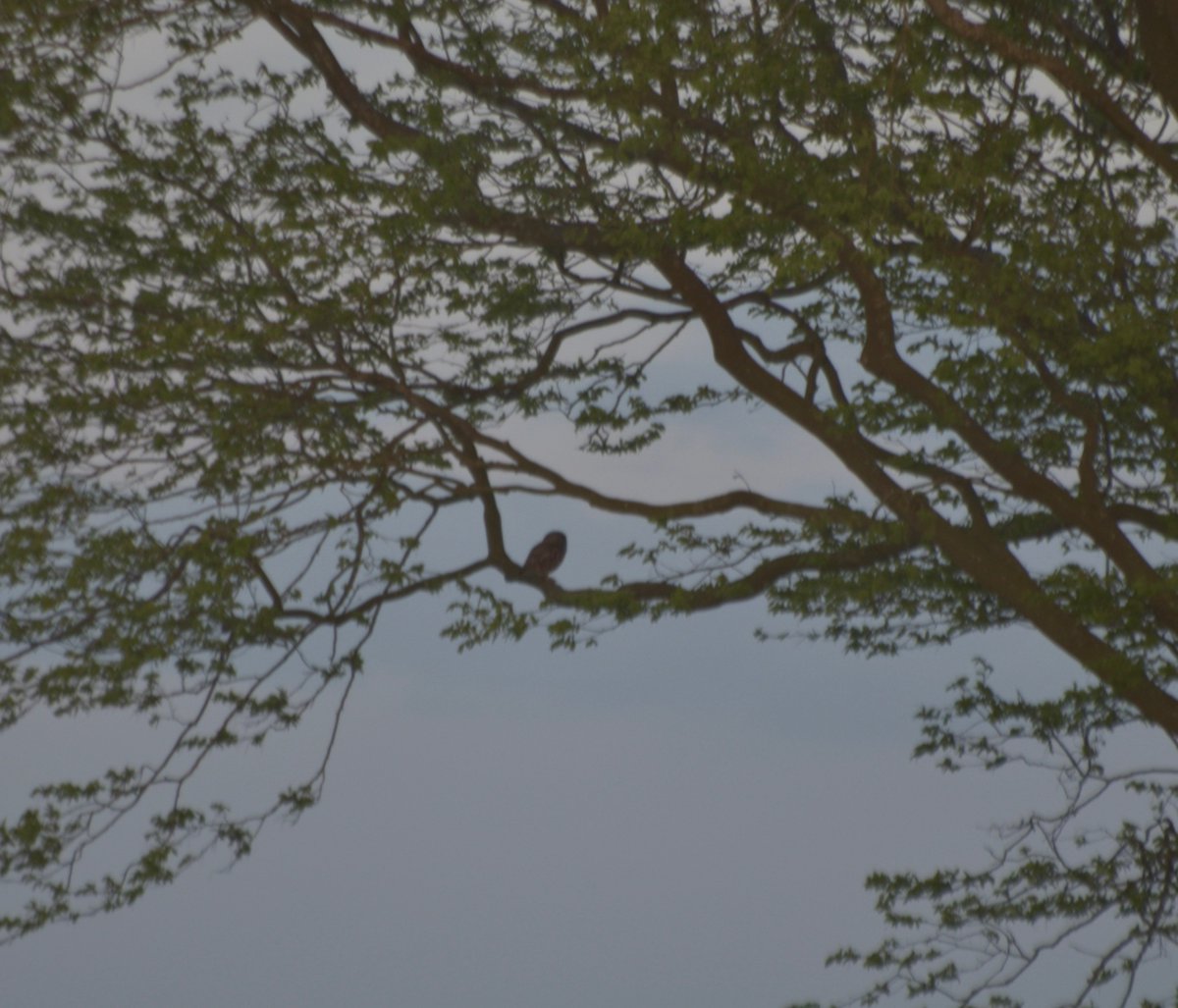 countrymousie's tweet photo. Instantly recognisable at sunset and sunrise .. he doesn't appear to go far these days #littleowl #hunting #suffolk #myview #NaturePhotography #nowraining #givemethemoonlight https://t.co/vFY1HE8BLM