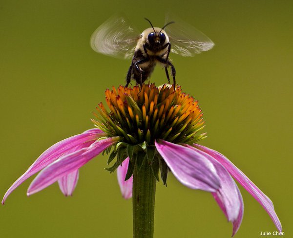 GetOutKids's tweet photo. 5 Facts About Bumble Bees and How To Help Them  #pollinators https://t.co/Os3DMJSoxy #bees #nature #bumblebees #pollinators https://t.co/UmRyPtI718